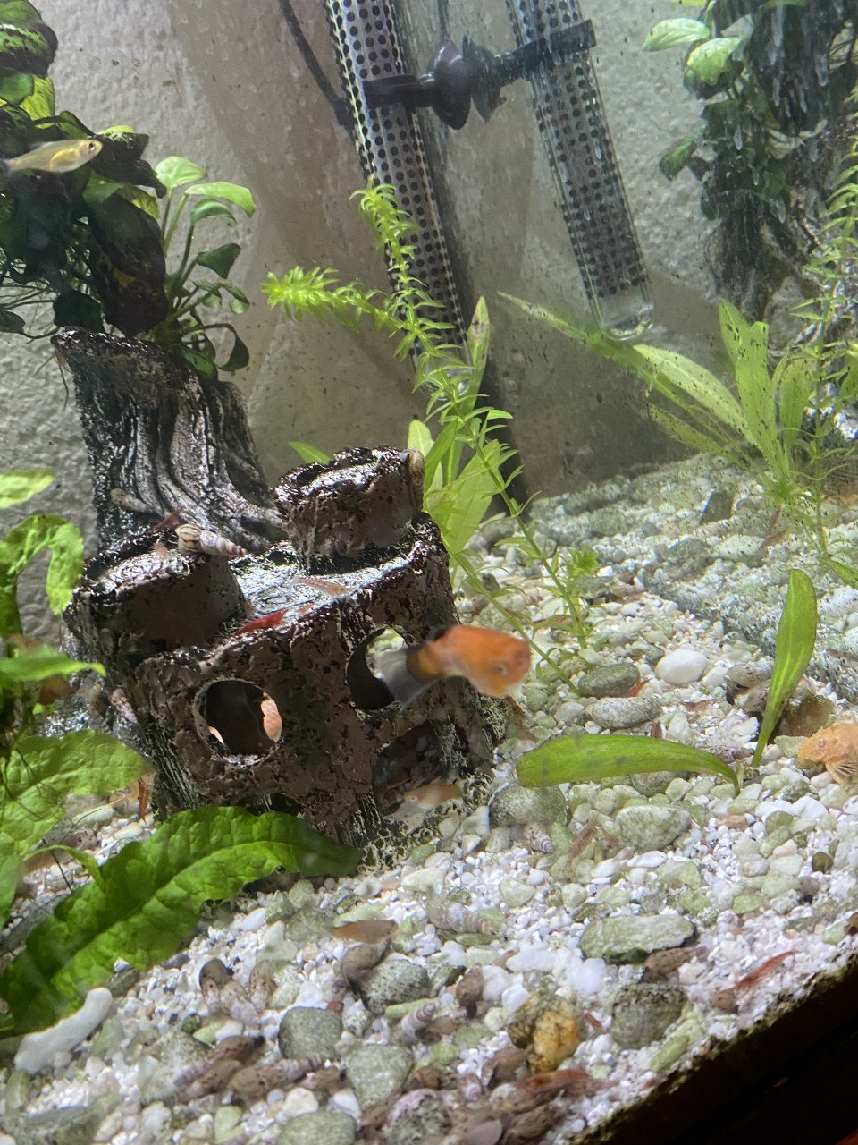 Platys