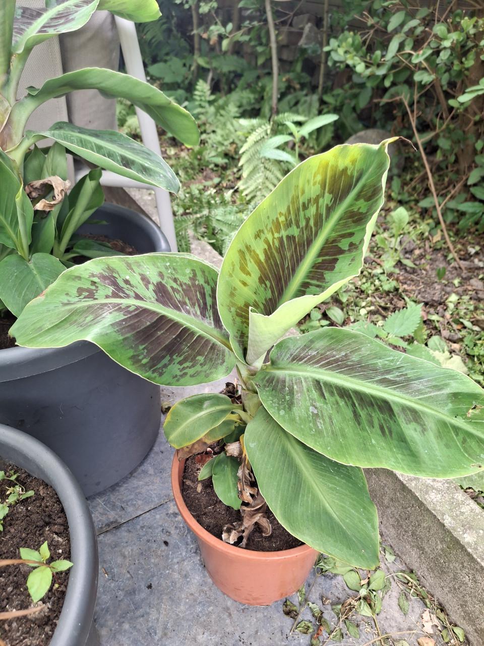 Bananenplant
