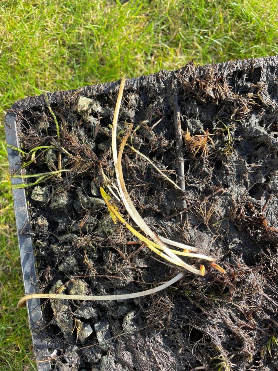 Mini waterlelie Nymphaea 'Pygmea Alba' in vijvermand