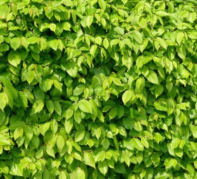 Haagbeuk - Carpinus Betulus in alle maten