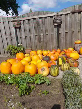 Pompoenen