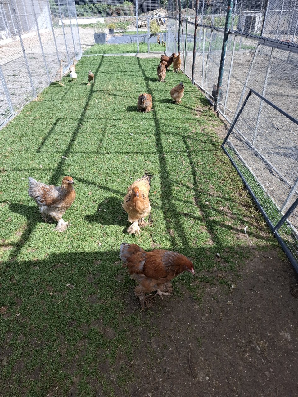 Brahma hennen, diverse kleurslagen