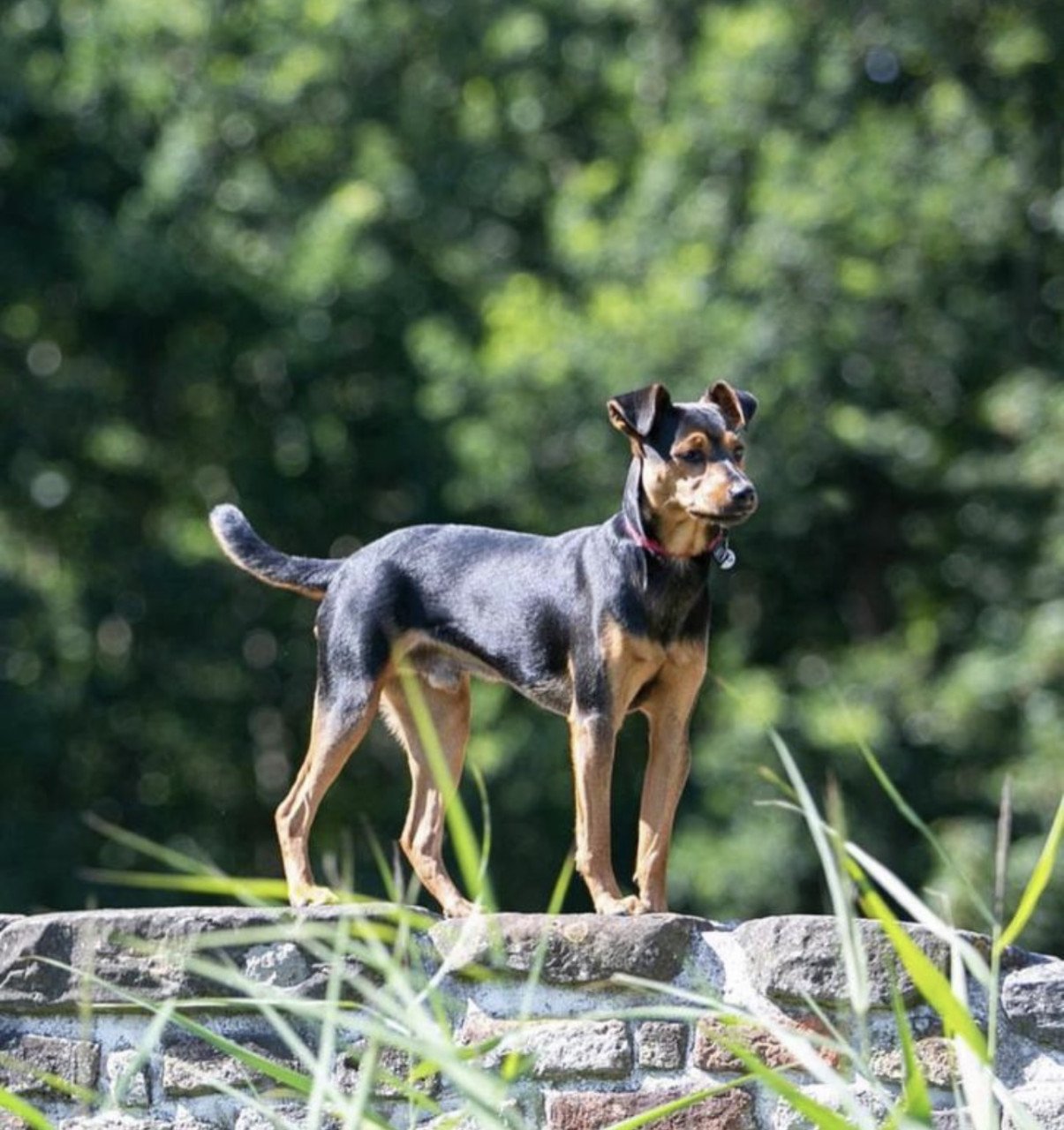 Prachtige Boerenfox pup