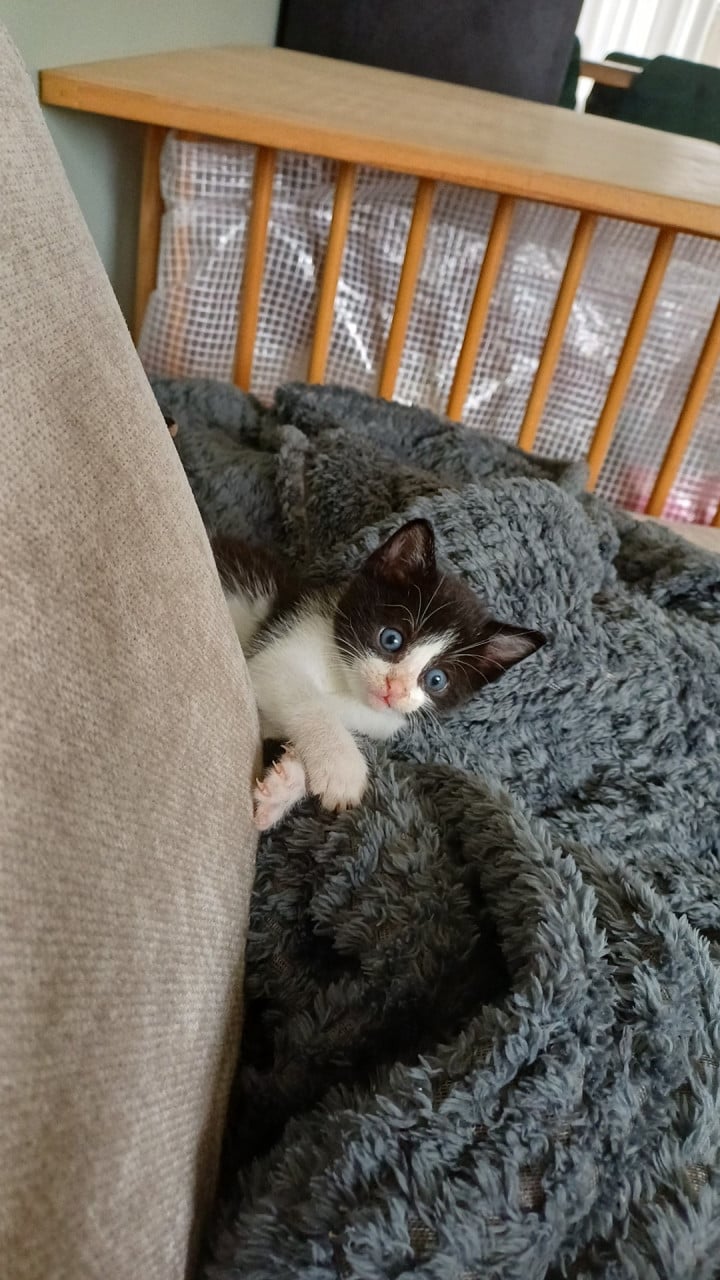 Kitten