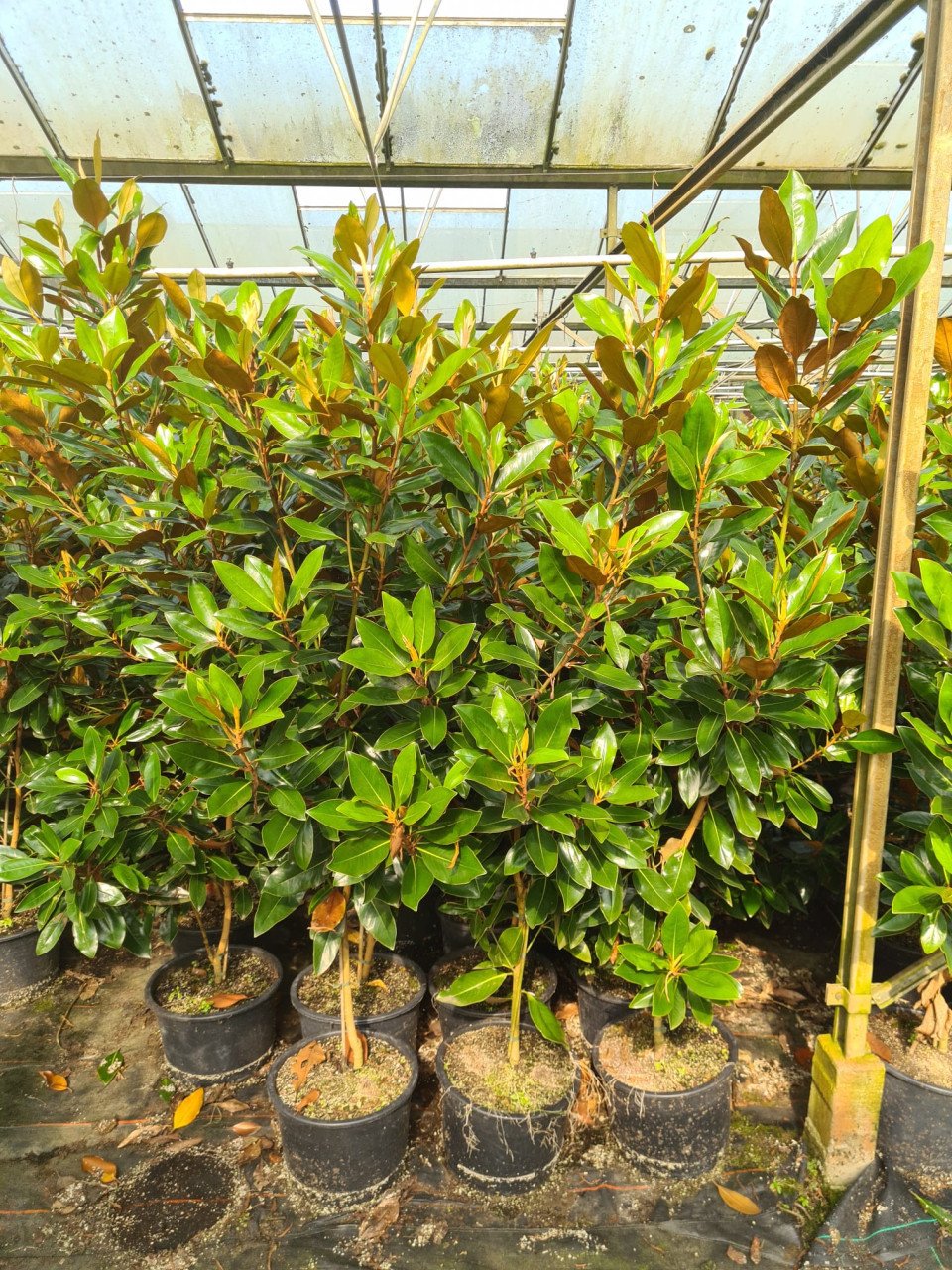 Magnolia Grandiflora 'Little Gem' wintergroen