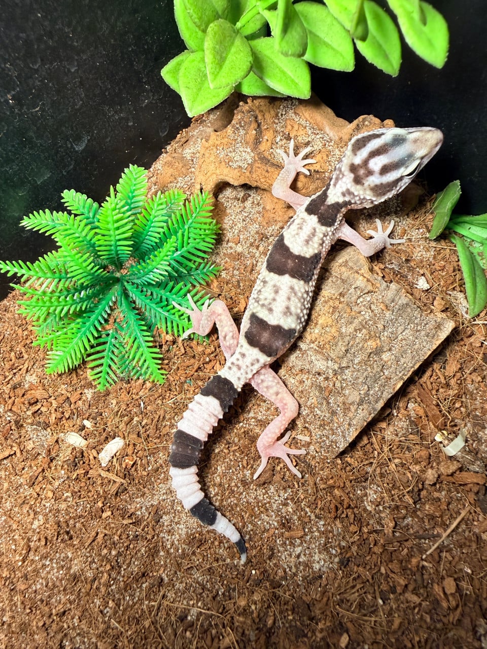 Iranian Giant Luipaardgekko