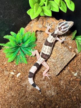 Iranian Giant Luipaardgekko
