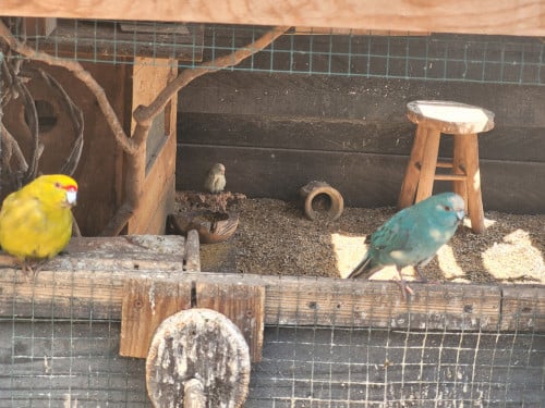 Diverse Kakariki's en Valkparkieten