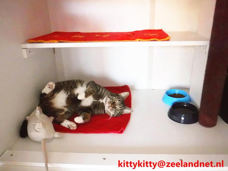 Kattenhotel Kitty Kitty, in Axel