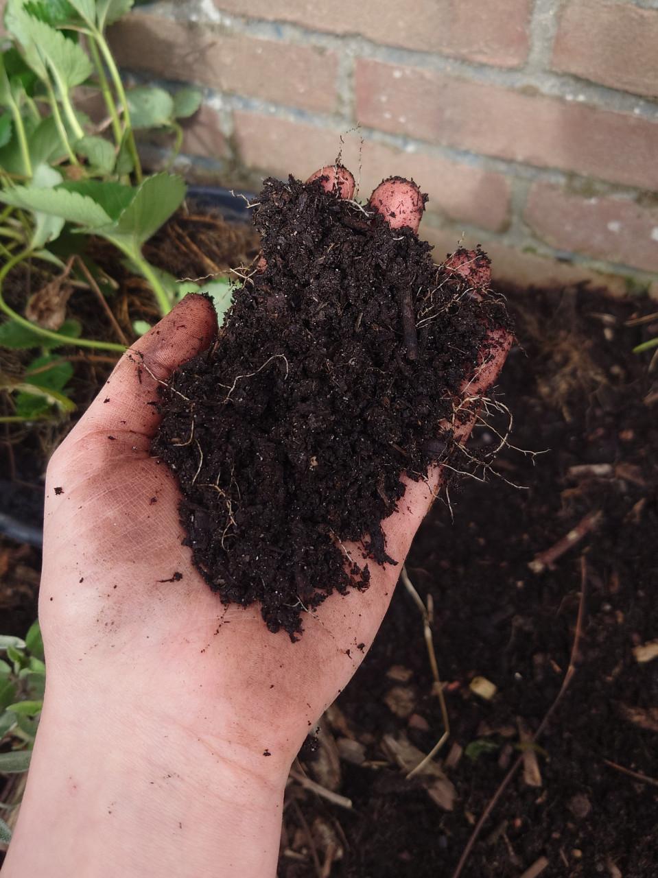 Aardbeienplantjes 5 à 6 per pot. Biologisch gegroeid!
