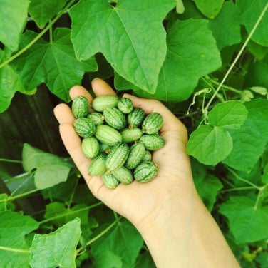 (NIEUWE!!) SIERTUIN EN MOESTUIN PLANTEN bij DE VOORDEUR