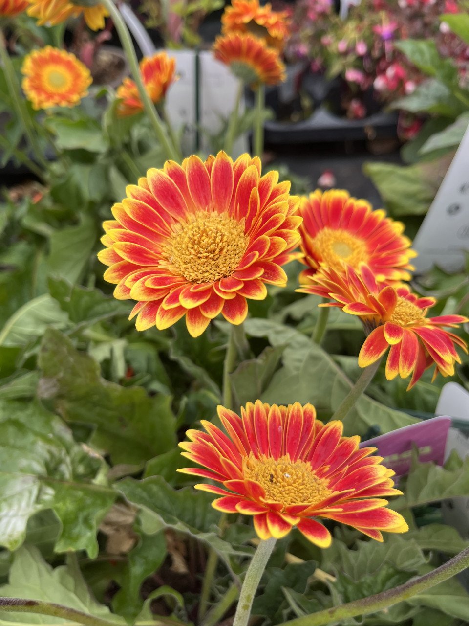 Gerbera €5