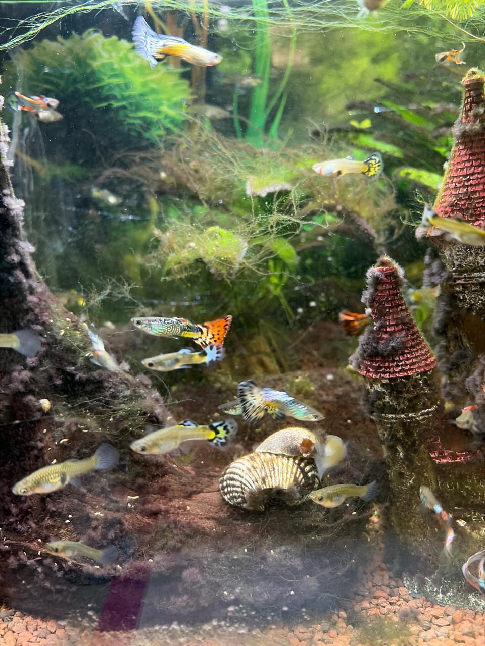 Gup guppies