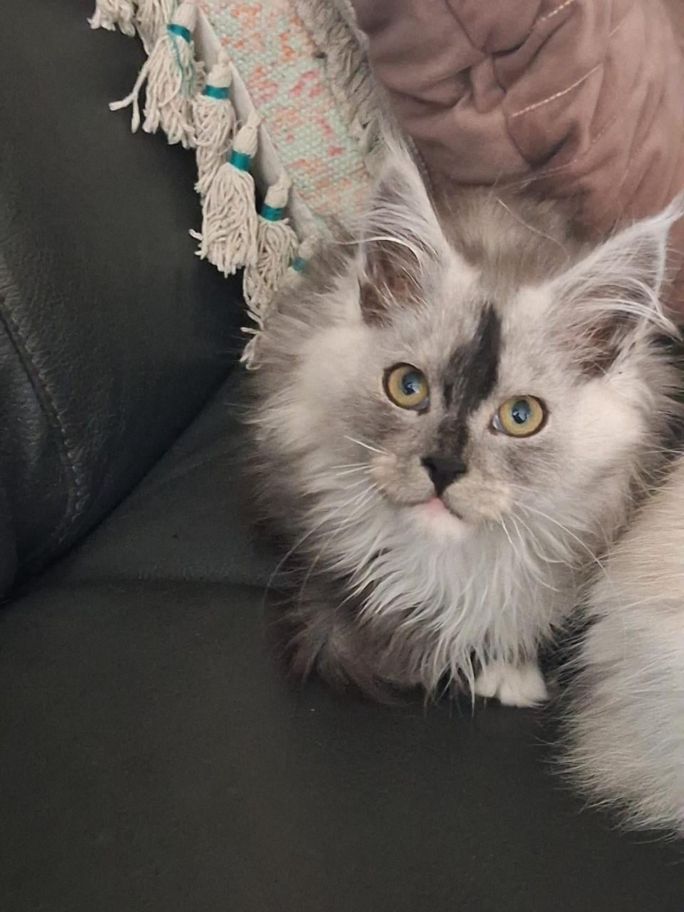 Kittens maincoons en Maincoons/Ragdoll