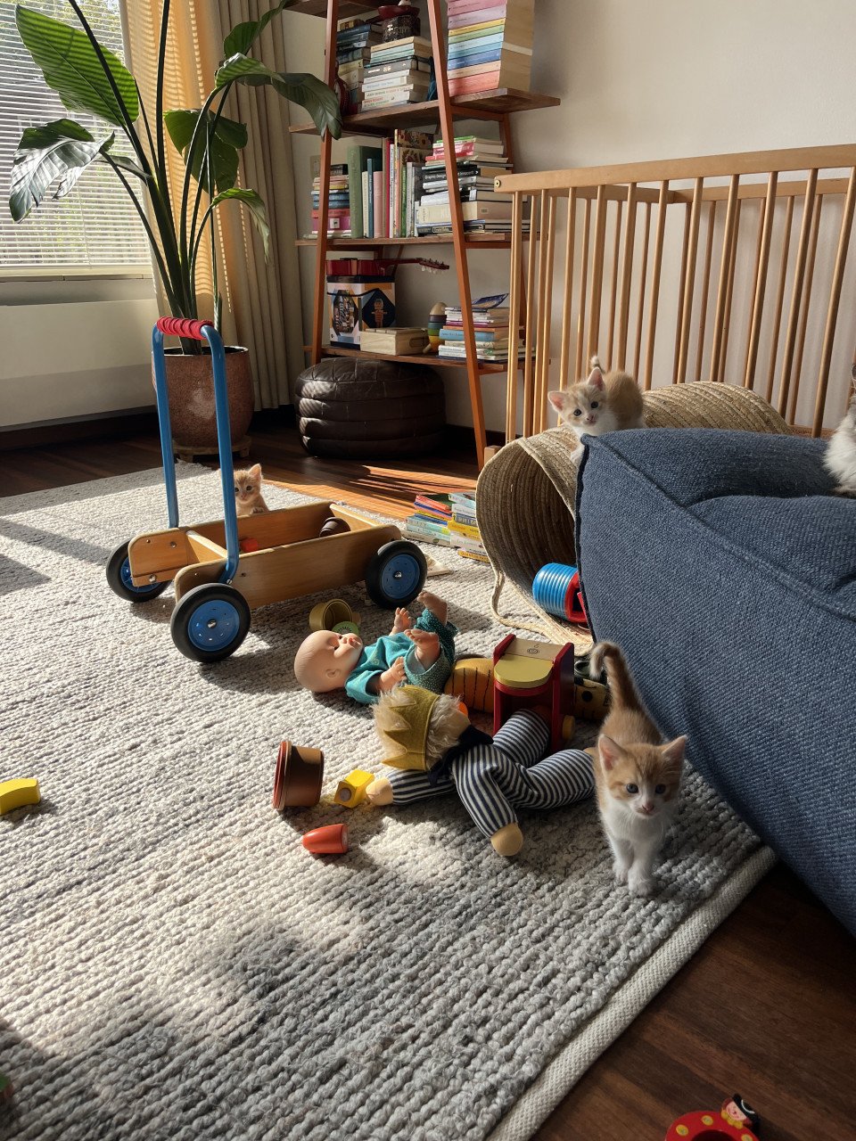 Kittens kruising 💯 Ragdoll x Rode buurtkater ️