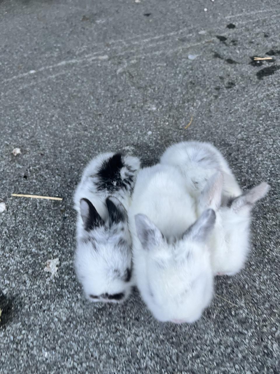 Baby konijnen te koop