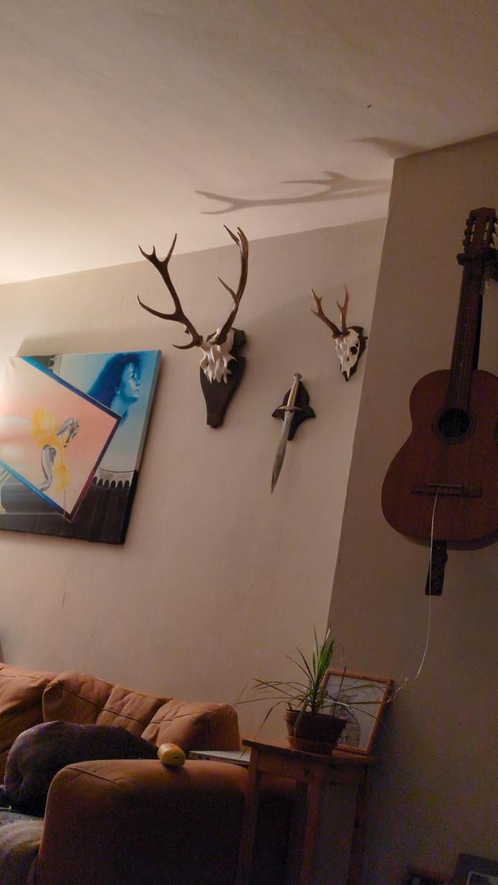 Herten en Reebok Gewei