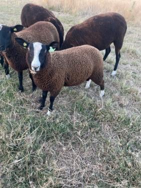 Zwartbles ramlam