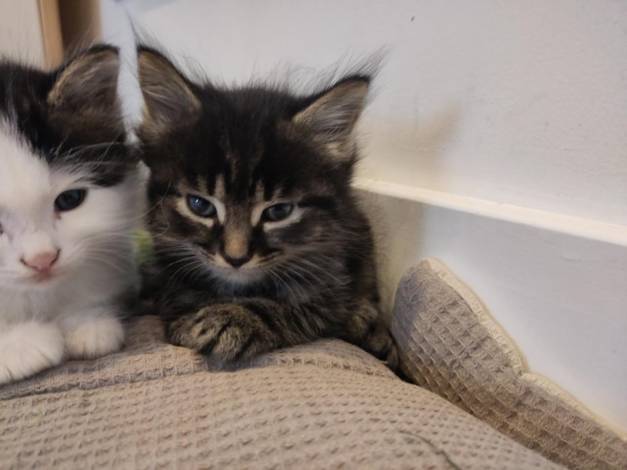 Kittens