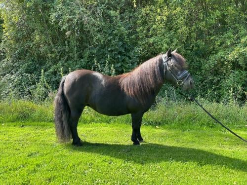 Super lieve shetlander merrie