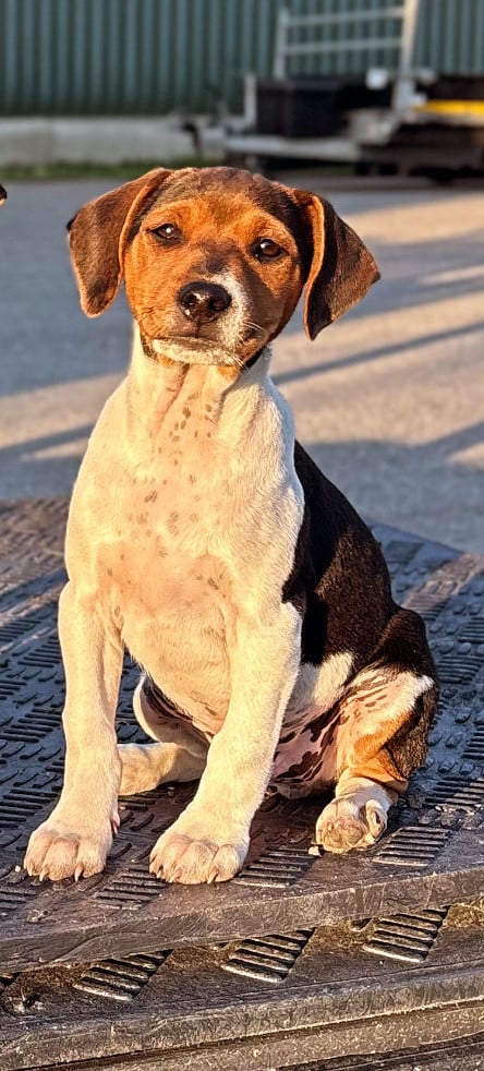 Prachtige Boerenfox pup
