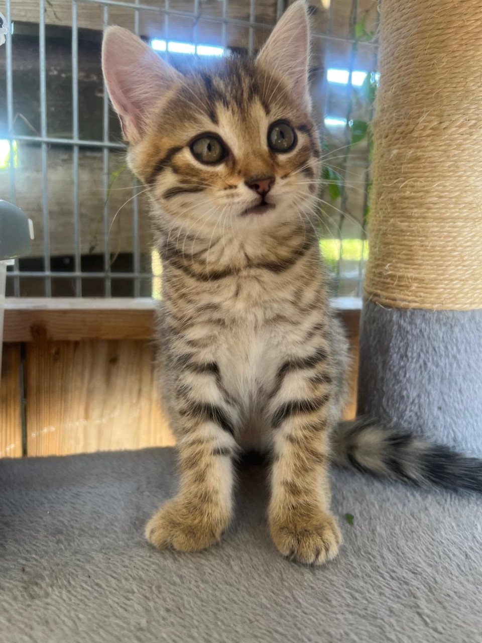 Siberische bos kat kittens