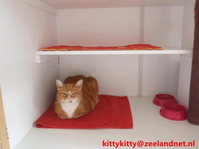 Kattenhotel Kitty Kitty, in Axel