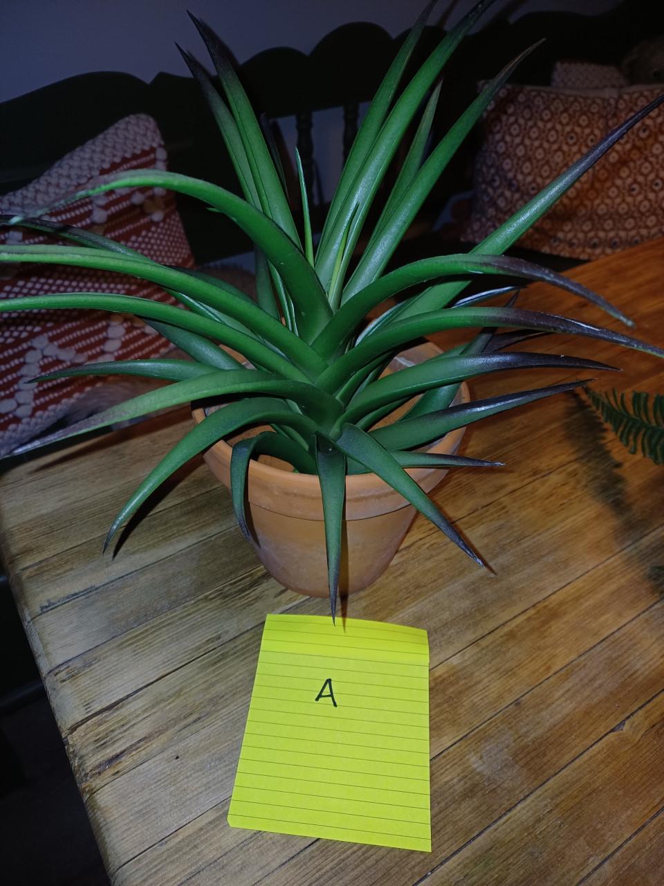 Kunstplanten