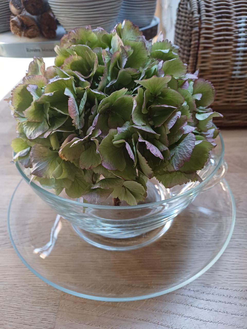 Glazen KOP en SCHOTEL met prachtig gedroogde HORTENSIA