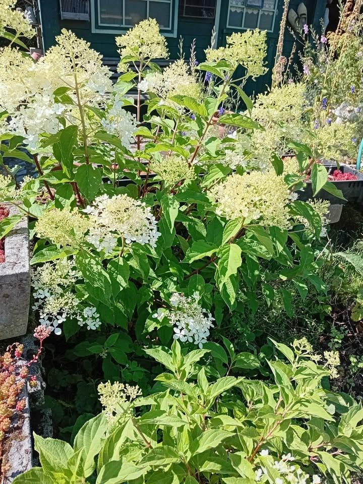 Geel/oranje vlinderstruikjes en witte pluimhortensia's