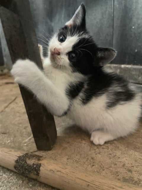 Kittens