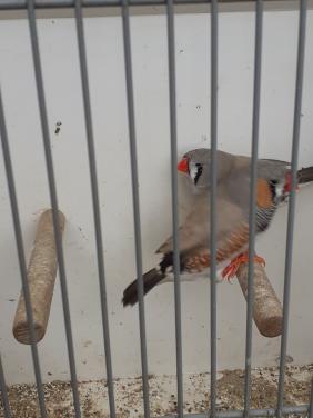 Grote zebravinken  2025