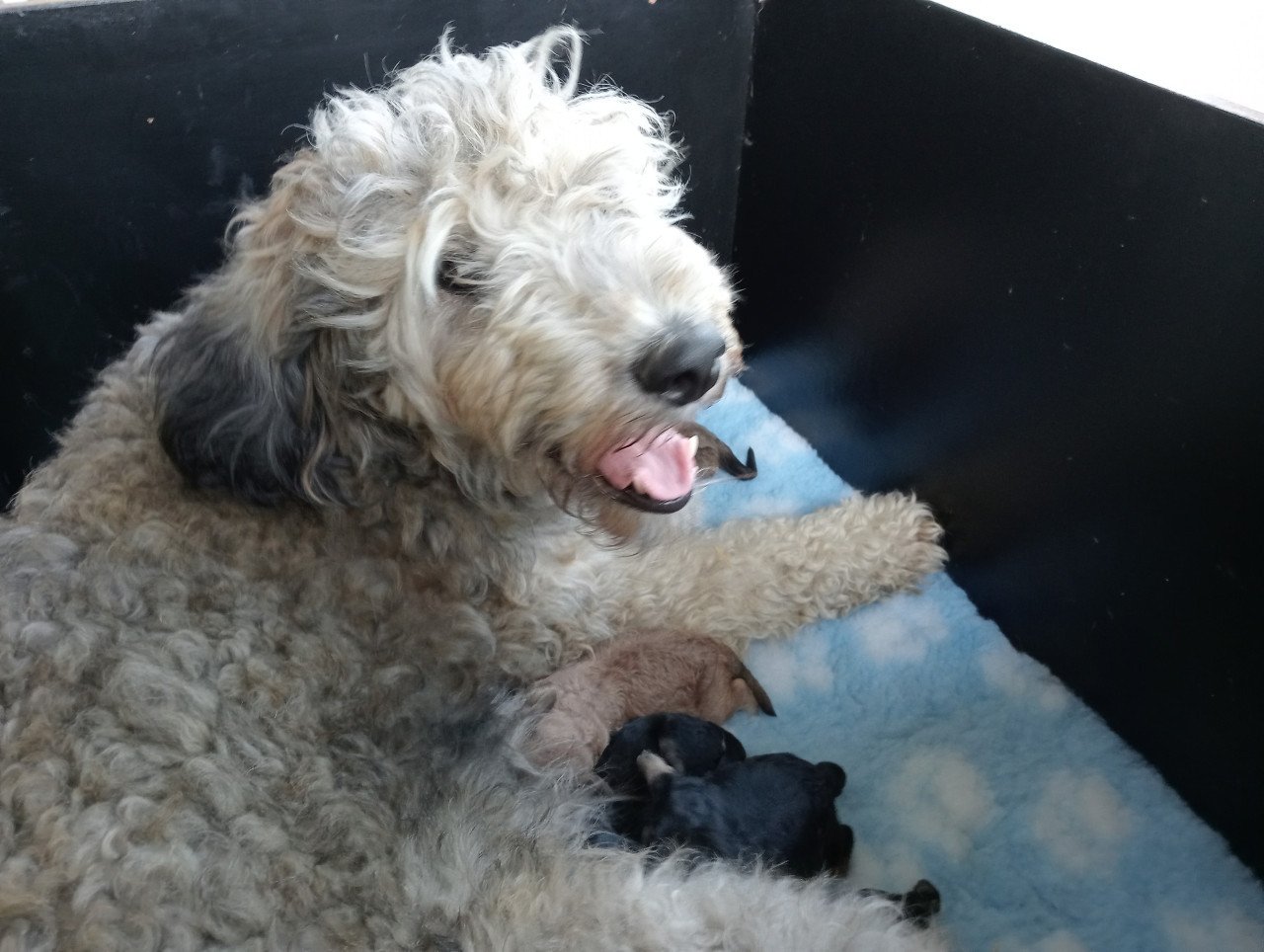 Schattige labradoodle pups op zoek naar een huis