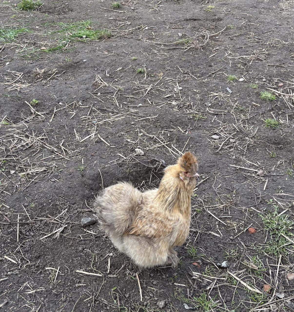 Broedeieren zijdehoen