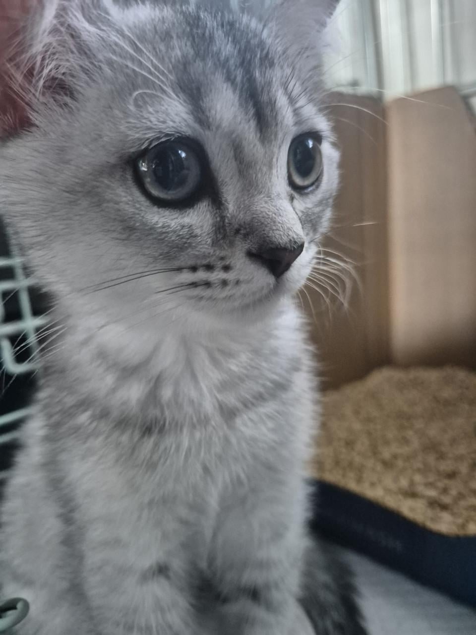 Hele lieve britse korhaar kitten