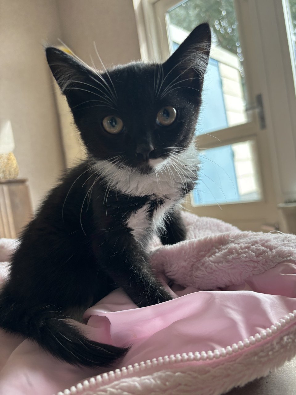 Lieve kittens