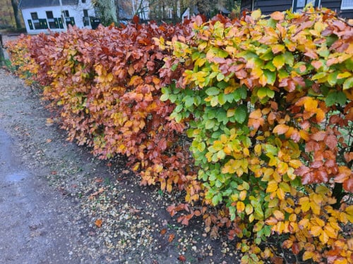 Beukenhaag (Fagus Sylvatica) in alle hoogtes