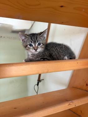Kittens - mogen direct weg!
