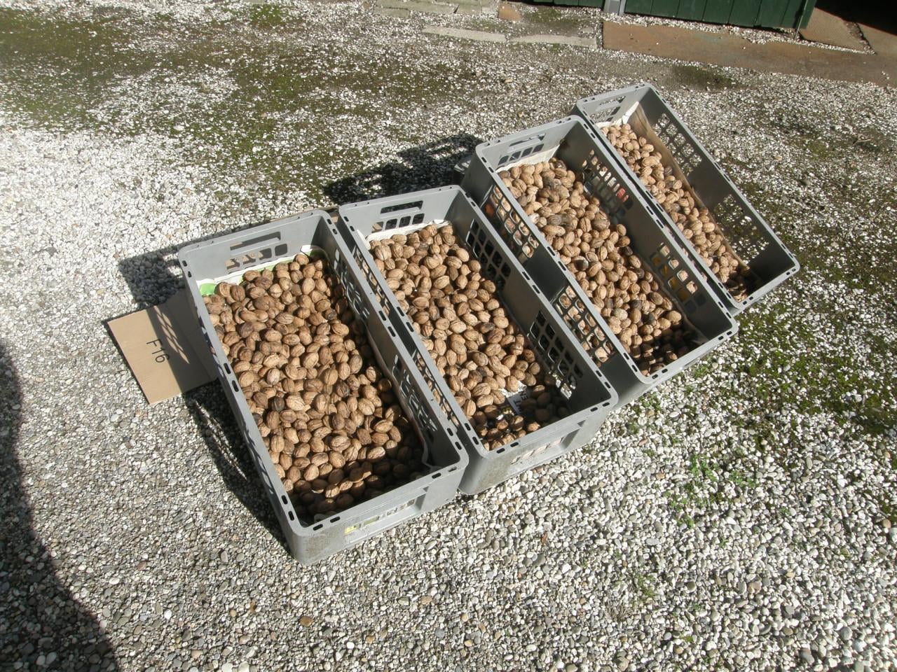 Heerlijke biologische walnoten