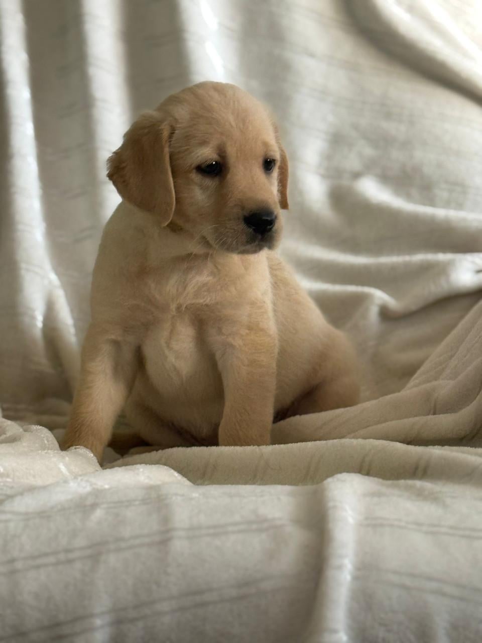 Labradoodle f1 pups beschikbaar