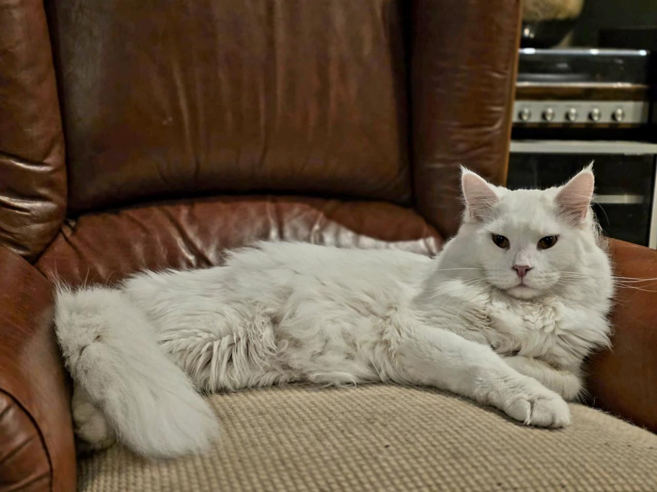 Maine Coon kitten, spierwit