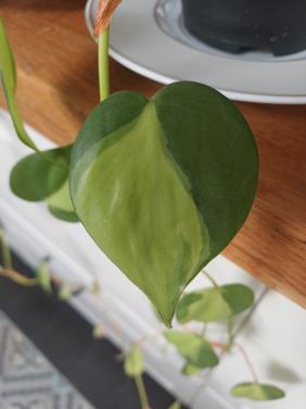 SUPERmooie stek 2-kleurige drakenklimop (philodendron)!