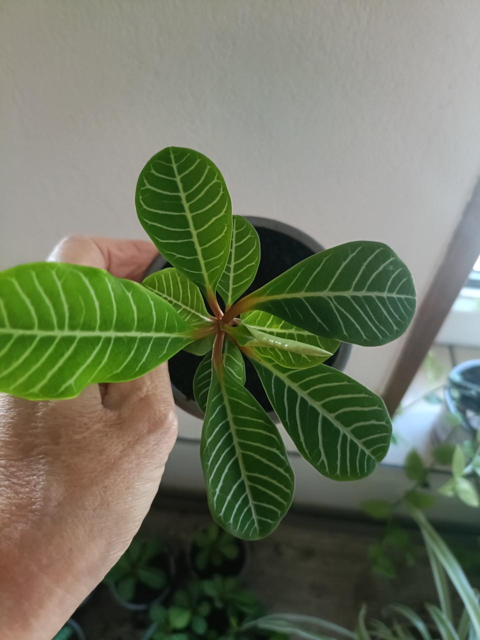 Jonge Euphorbia planten