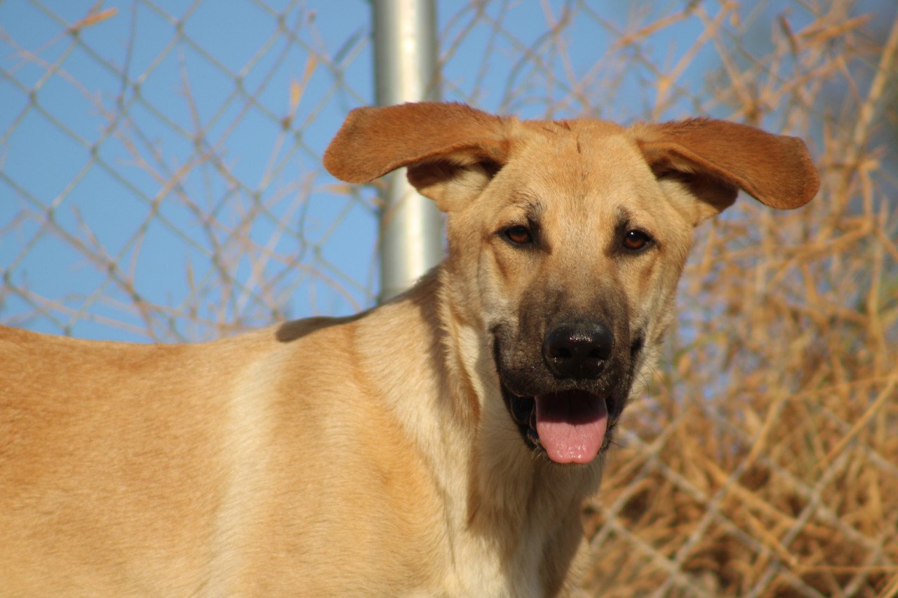Alora Dog Rescue: Paco, speels, ondeugend en vrolijk