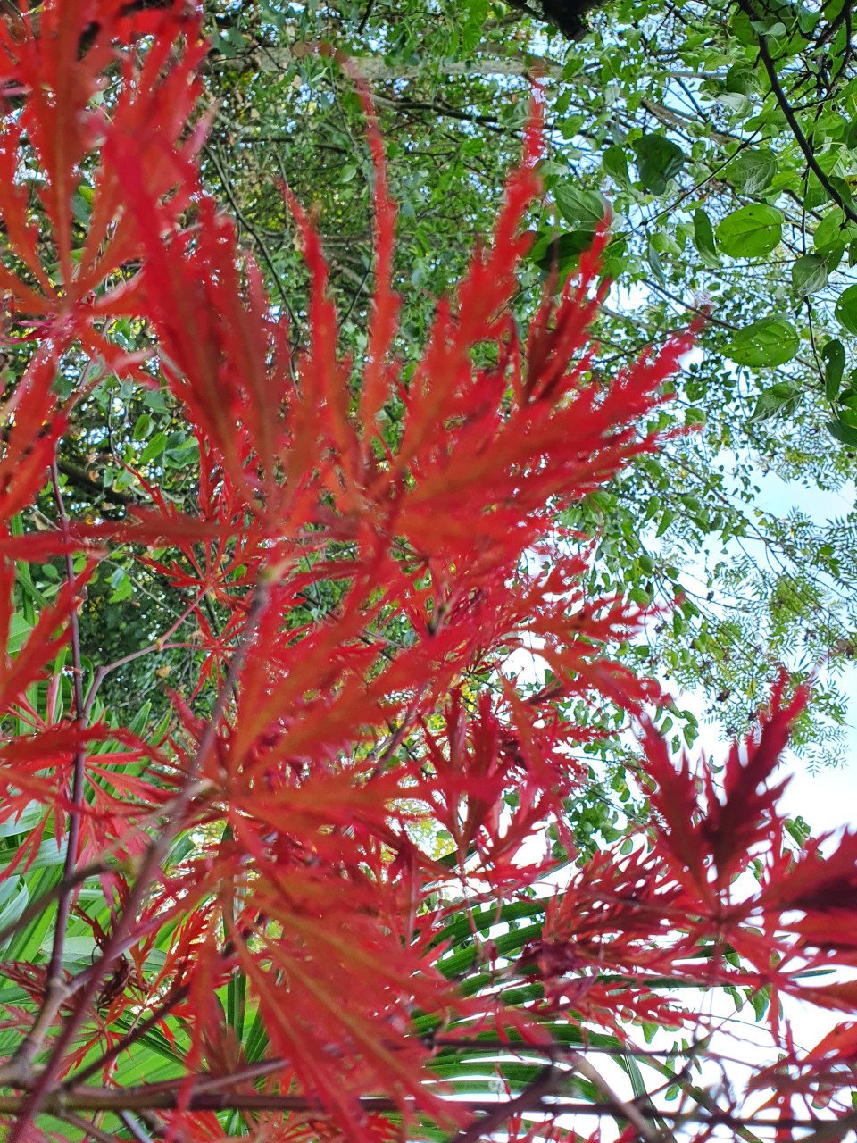 Diverse Acers