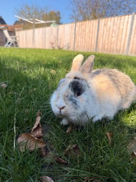 Tam mannetjes konijn