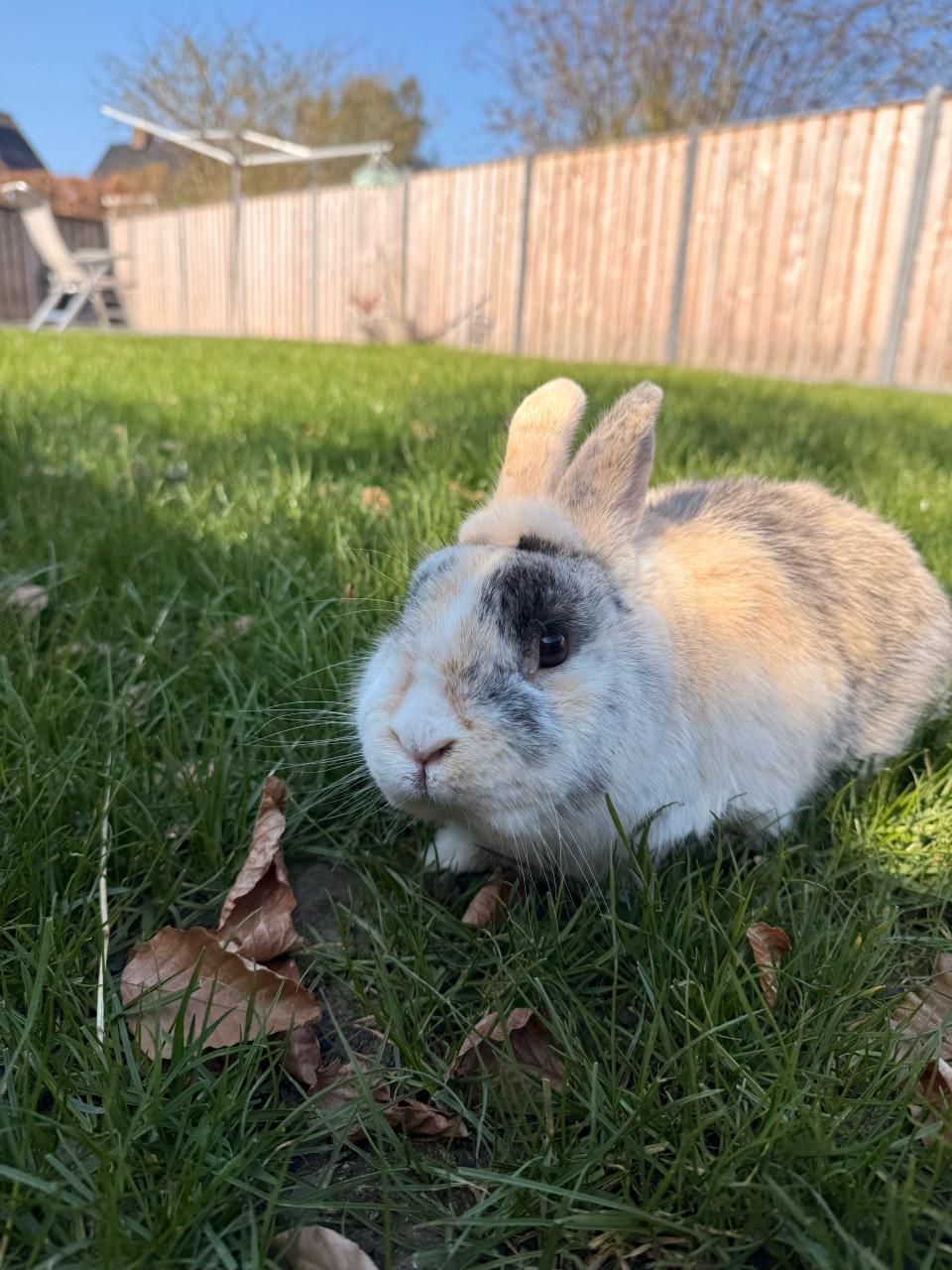 Tam mannetjes konijn