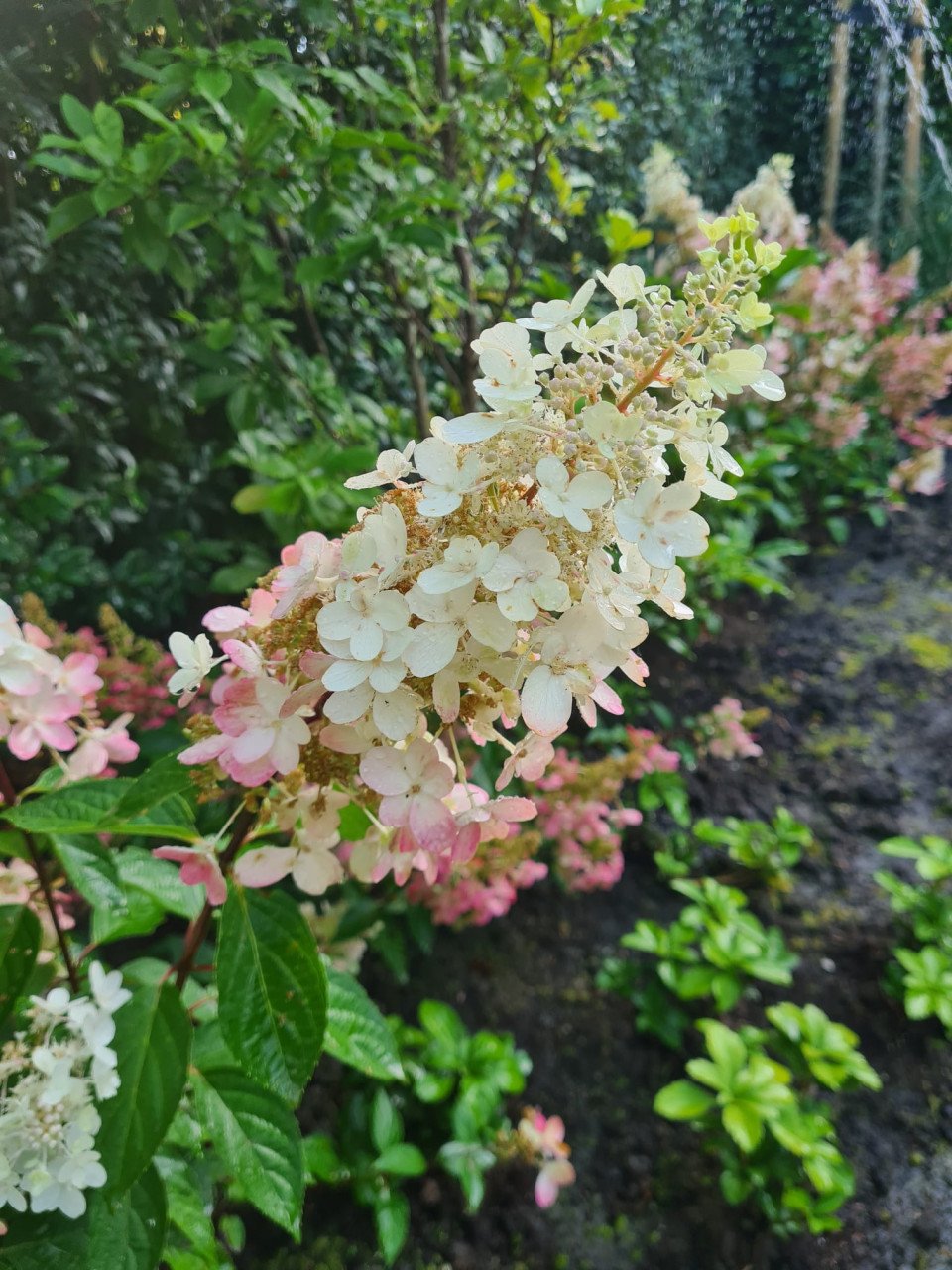 Pluimhortensia Pinky Winky