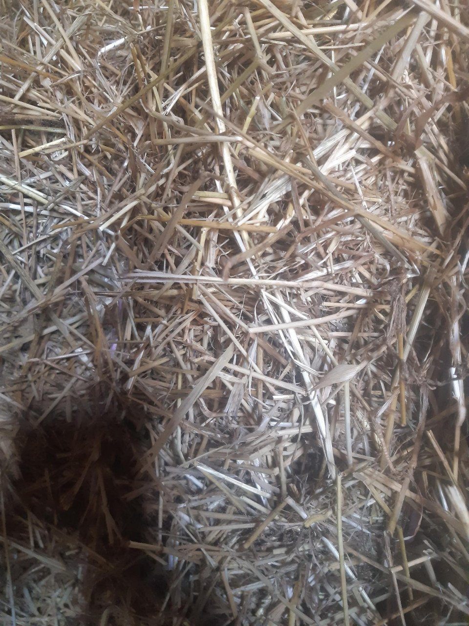 Graszaadhooi