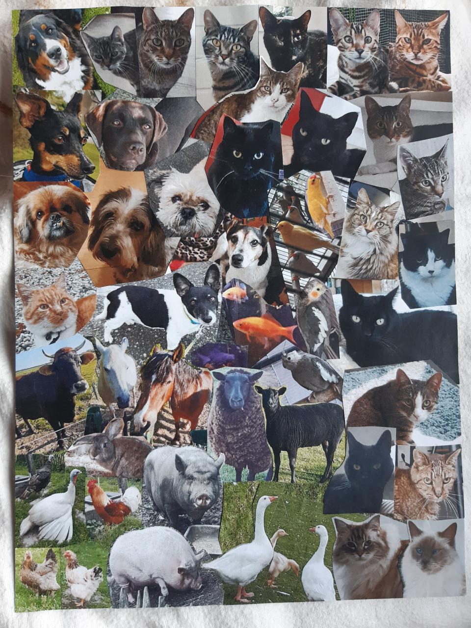 Dieren Oppas / Uitlaat / Verzorg Service